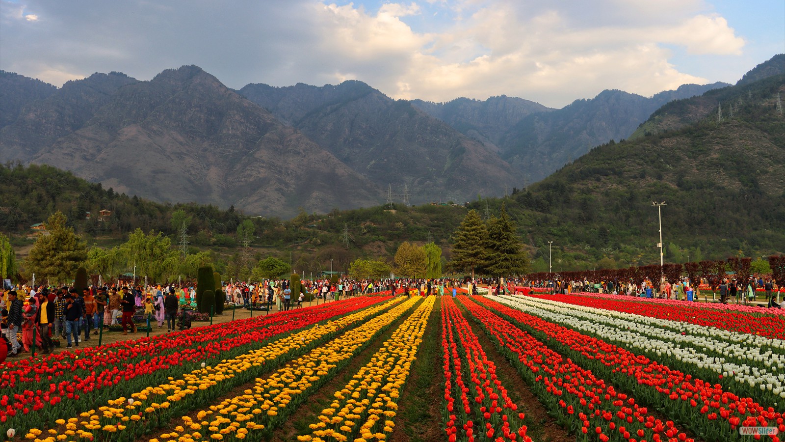 Tulip Garden